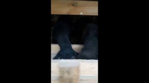 СИЗ УЧУН МАХСУС ҚИССОРИ ҚЎЙ БОҚИШ СИРЛАРИ