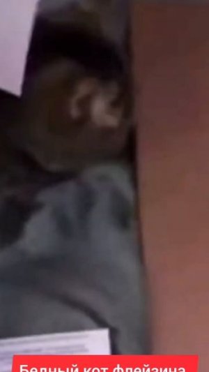 бедный кот флейзина который ест бумагу