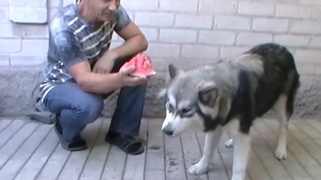 Маламут Ати и сочный арбуз