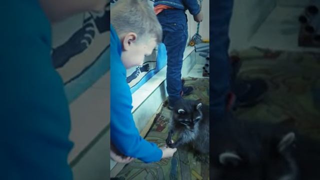 Дом енота. Как провести каникулы смотреть онлайн