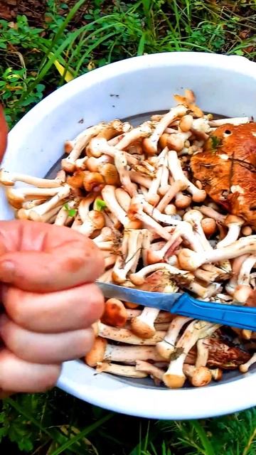 Первые Осенние Опята 2023 #shorts #грибалка смотреть онлайн