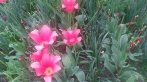 VID_20250425_112849.mp4