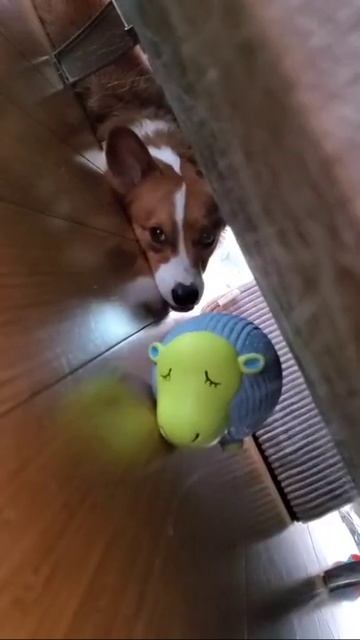 Cute Pets That Will Make Your Day Better 😂 #shorts 🥰 when you legs are too short... #corgi #dog смотреть онлайн