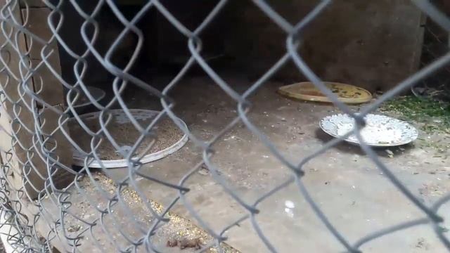 Вспомним. Весенний влог. Мой внучек, наш сад и цыплятки!