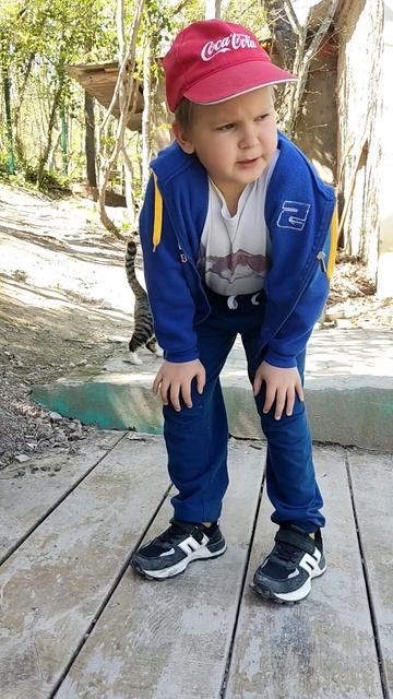 Почему у Мурзика большой живот? #дима #курорт #простаяжизнь #животные #animals #домиквлесу #котики смотреть онлайн