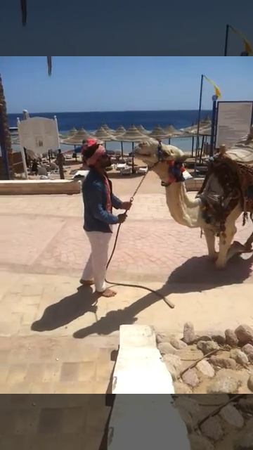 Египет Шарм Эль Шейх 2016 верблюд Egypt البحر الأحمر مصر 烏克蘭 埃及 紅海 смотреть онлайн