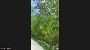 Мальдивы. Прямой эфир из отеля Cinnamon Velifushi 5*