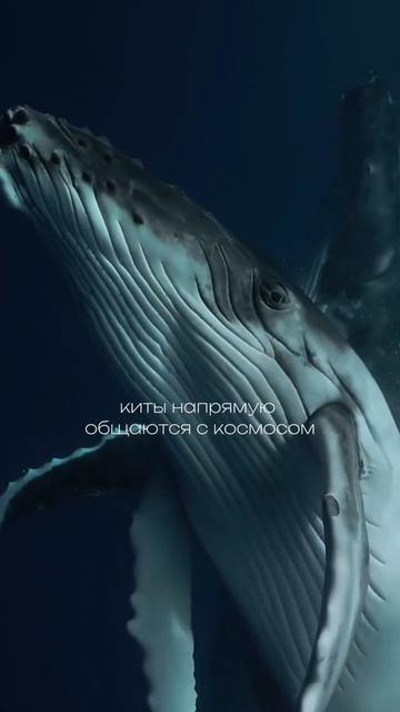 Описание в закрепленном комментарии 🐳🤍🙏🏽 #аффирмации #здоровье #любовь #гармония #абсолют