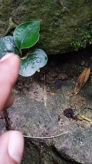 #shorts Bagworms #shorts Bagworms Made Their Own House#shorts  Lepidoptera (butterflies And Moths)