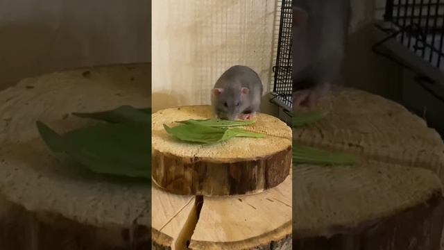 Крыски Дамбо кушают подорожник свеженький.