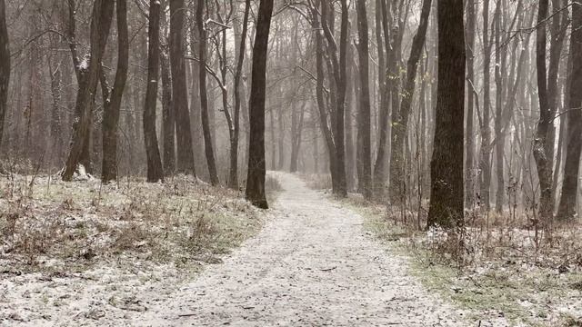 Snowy forest path | Snow falling sounds | 1 hour to help focus, stress relief, sleep better смотреть онлайн