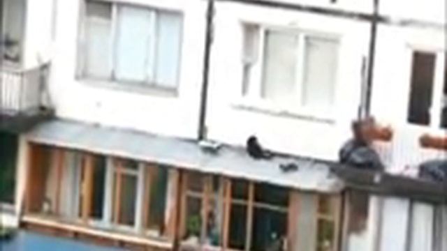 Вороны и кошка смотреть онлайн