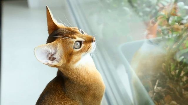 Best little cat staring at the window || All new Cats chilling video 2022 || Cats in 2022