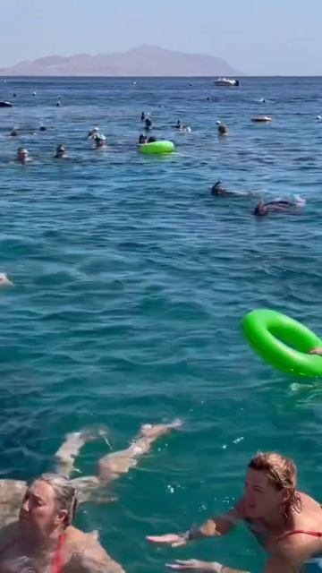 Egypt. Red Sea. Hilton Sharks bay. Sharm el Sheikh. Отель Хилтон Шаркс бей. Египет. смотреть онлайн