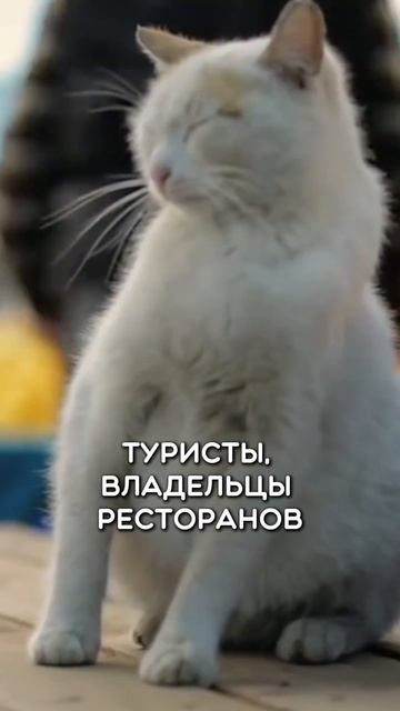 Коты это самые зажиточные жители Стамбула #турция #турецкий #коты #стамбул #turkishdialog #языки смотреть онлайн
