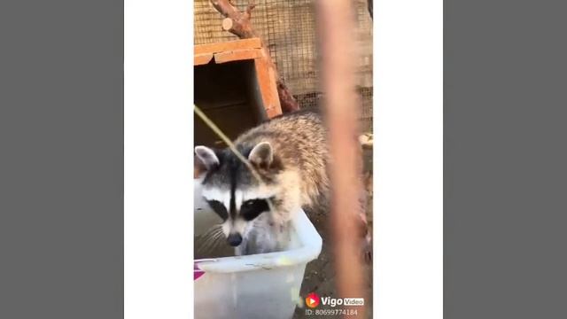 Енот Люся смотреть онлайн