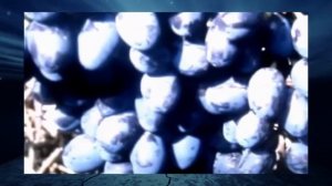 Виноград Чарли