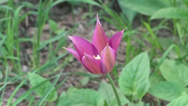 Тюльпаны смотреть онлайн