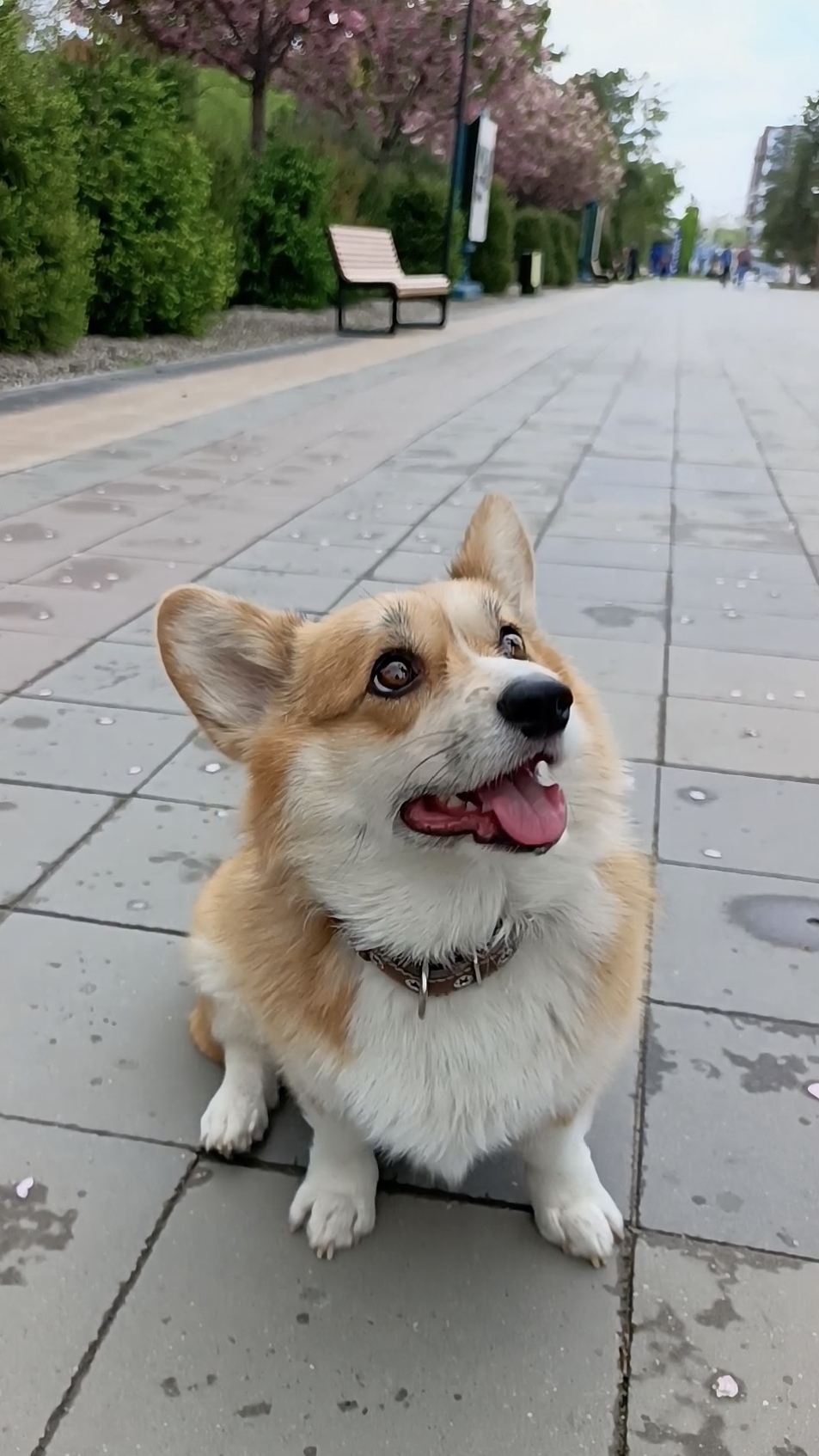 Корги на аллее Японской Сакуры в Волгограде🔸 смотреть онлайн