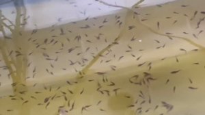 Невероятная рыбалка на Вилюйском море (часть 1)