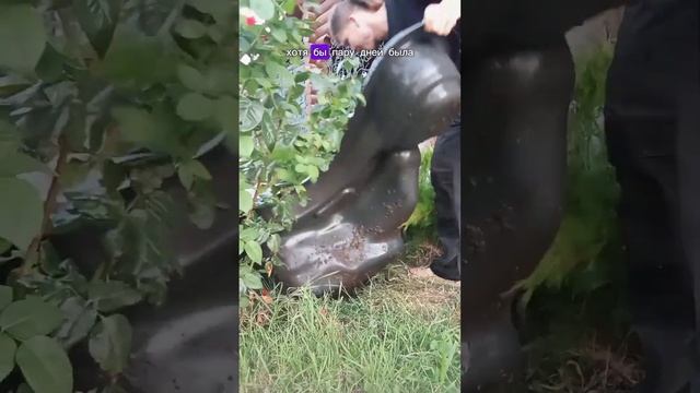 Черепахи 🐢 смотреть онлайн
