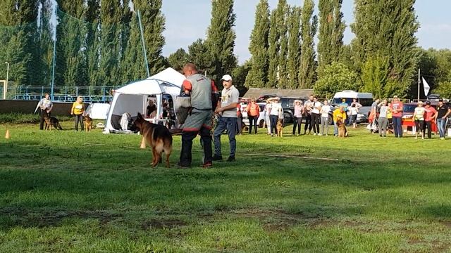 КЧК Краснодар 15.09.18 DIKSON VOM HAUS SCHIRAN смотреть онлайн