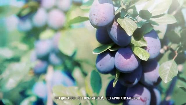 Fruberry Russian TV Commercial