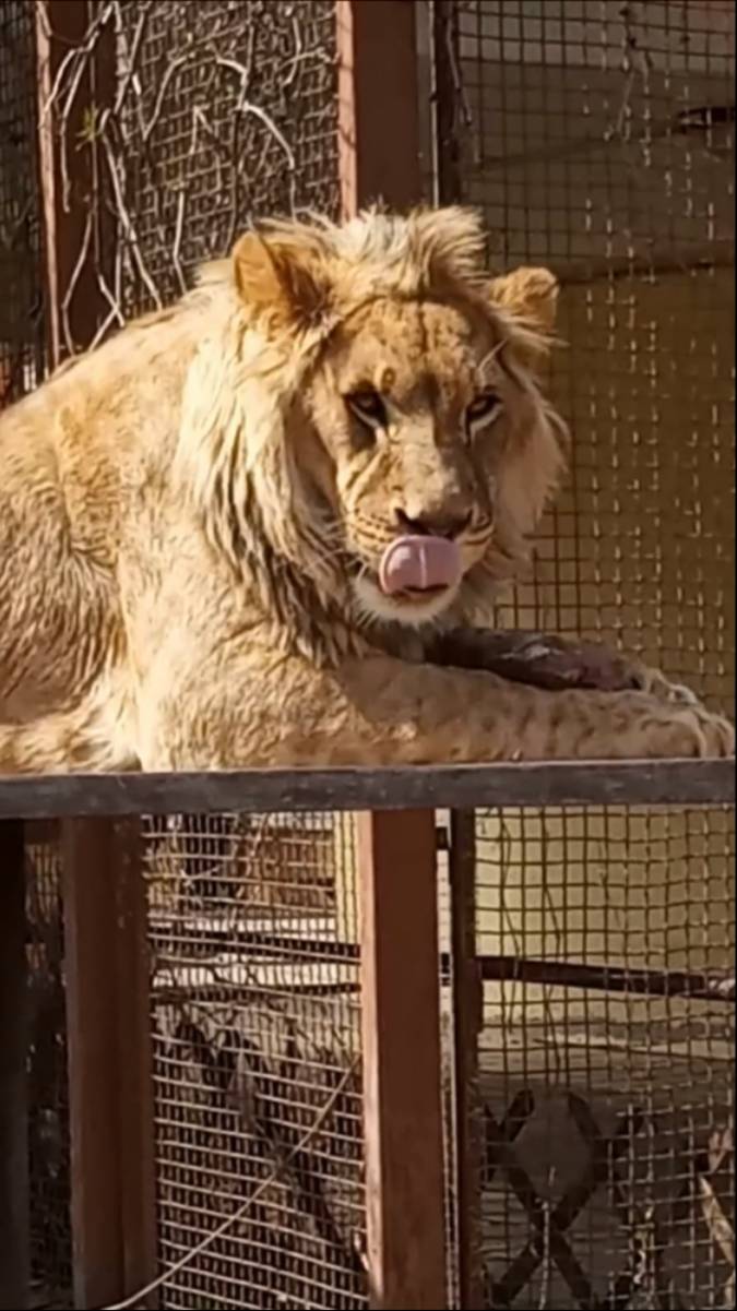 Это царь ШЕРХАН. Вчера я была у Шерхана. #шерхан_тайган #шерхан #лев #зоопарк #юмор #shortvideo смотреть онлайн