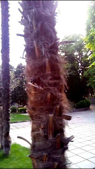Внутренняя территория дворца Дюльбер смотреть онлайн