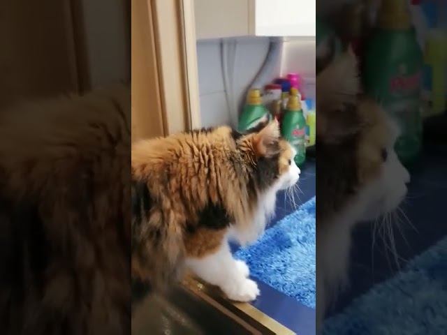 Кошки выбирают стиральные машины Asko. Видео процесса изучения стирки в стиральной машине Asko смотреть онлайн