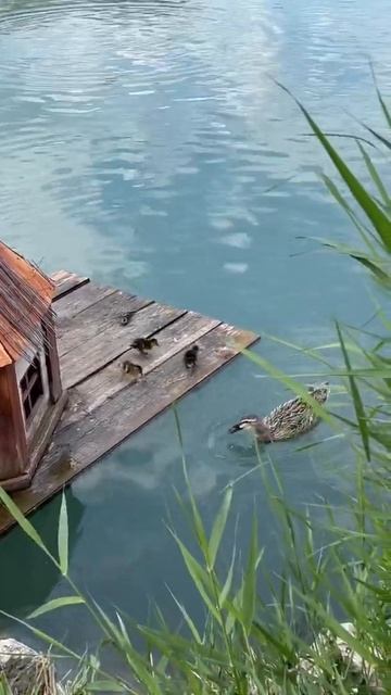 Главрыба, Дагестан! смотреть онлайн