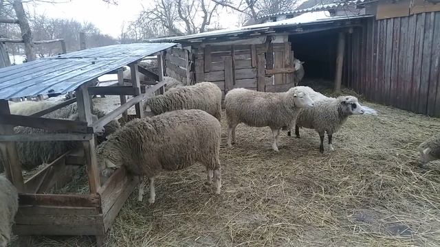 Чекаємо окот смотреть онлайн