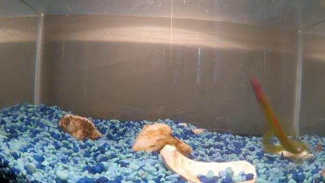 V & M Lizzie Vs Zoom Lizard  (Fish Tank Demo)