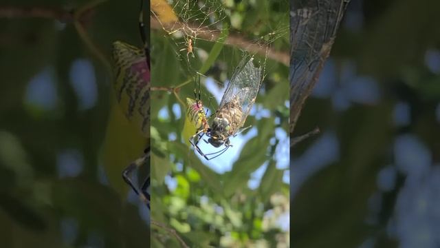 거미가 매미 체액 먹방 смотреть онлайн