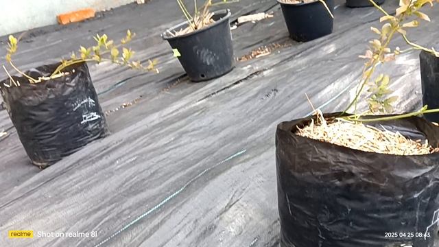 голубика, саженцы Инвитро.