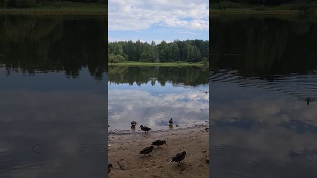 Ночёвка на природе, рядом с г. Череповец ( август 2022г.) смотреть онлайн