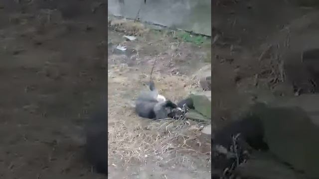 Мега махач!!! смотреть онлайн