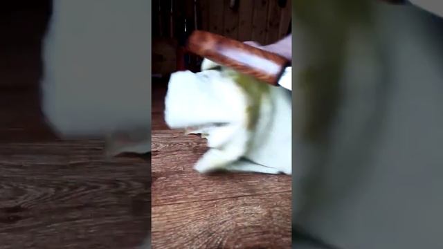 Рукоять для якутского ножа из ясеня. смотреть онлайн