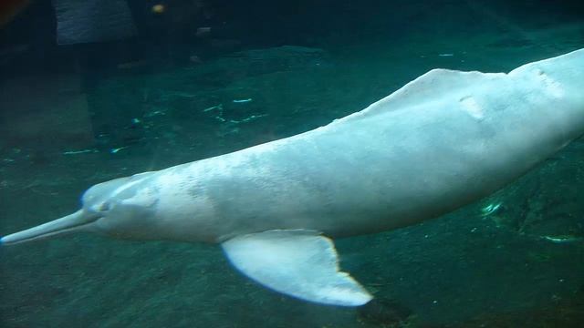 11 animales extintos смотреть онлайн