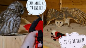 Сыч Лучик передал подарочек сипухе Пухне. Сова Ёль ужинает в ямке, Пёс Кубик ждёт команду "можно"