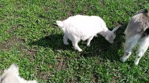 малыши гуляют!)