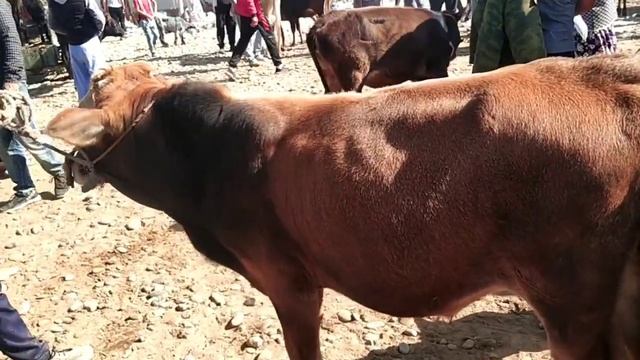 Молбозор видиои нав. Нархи буқача ва моли майда. Молбозори гаравти