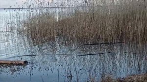 Озеро , лебеди , трофейное оружие . прогулялись до озера 24 апреля .