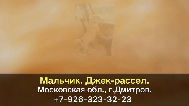 Пропала собака! Мальчик. Джек-рассел. 10 лет. Московская область, г.Дмитров.