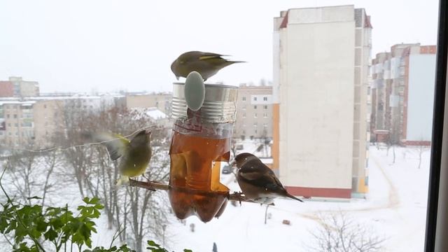 Вьюрки атакуют кормушку смотреть онлайн