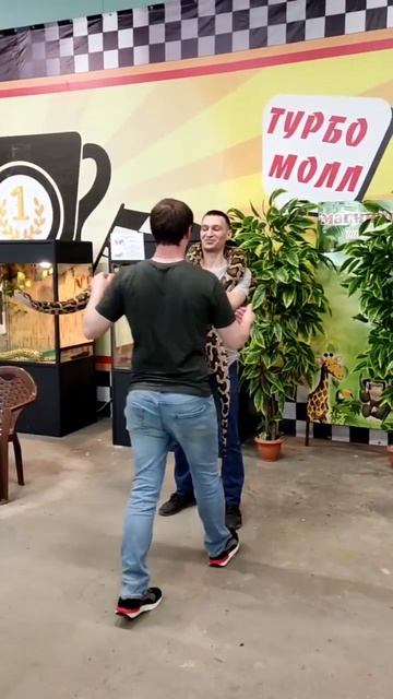 тигровый питон