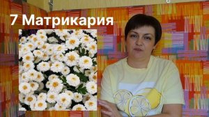 Зелень для букетов. Выращиваем сами.