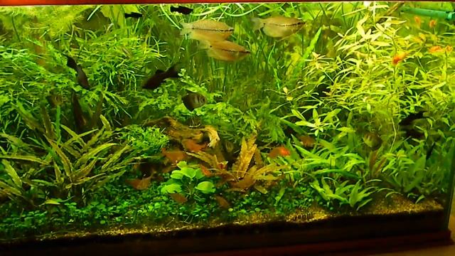 Аквариум 250 литров (без УДО и СО2) -2 часть. смотреть онлайн