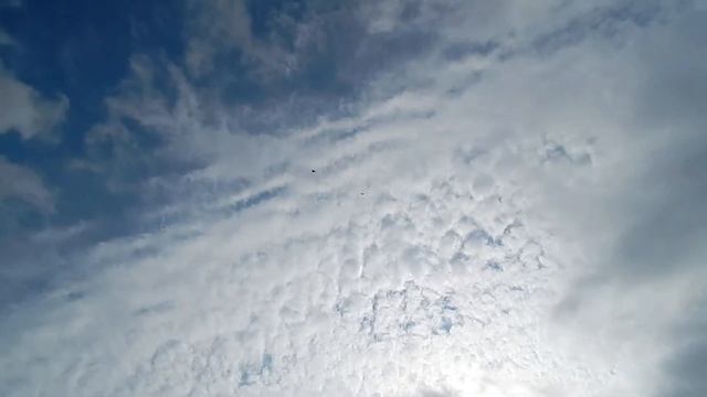 Мои голуби смотреть онлайн