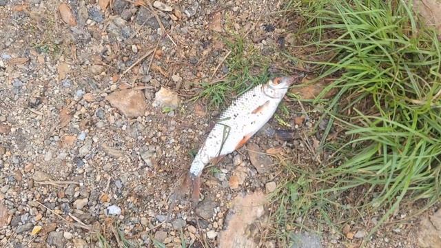 Рыбалка и отдых на озере после падения метеорита. #рыбалка #fishing #природа #отдых #челябинск смотреть онлайн